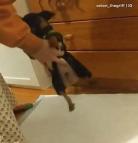 铲屎官你的忠犬掉了gl