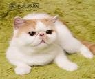 加菲猫怎么看品相图解