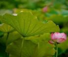 藕花深处i作品集