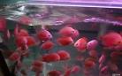 刘波水族馆