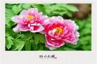 牡丹花开全文免费阅读